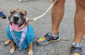 Wayside Waifs – 31st annual Strutt With Your Mutt