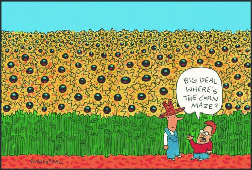 independent-sunflower field